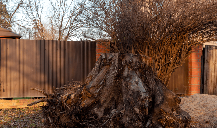 TREE REMOVAL